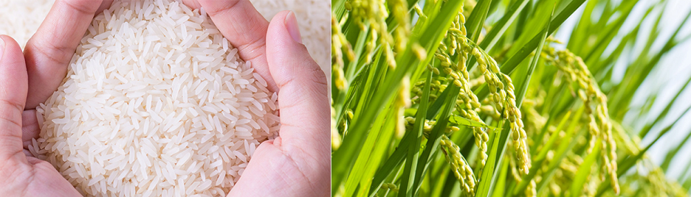 lúa việt long an-96.png